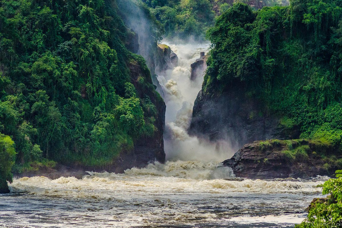 terengasafaris's tweet photo. Don’t just dream it, Experience it!
Book your Murchison adventure today,
📩 terengasafaris@gmail.com
📲 +256 768697963
🌐 https://t.co/luZ6oOKSGi
Let Terenga Safaris take you closer to the wild!
#TerengaSafaris #WildlifeAdventure #safaris https://t.co/sQMxQTf4nA