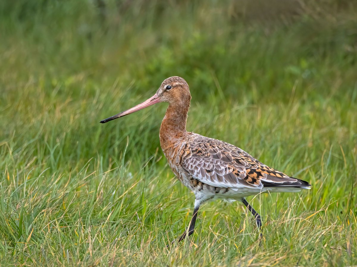 vickyoutenphoto's tweet photo. Black tailed godwit
https://t.co/E6uD5xMUx0
#wildlife #bbccountryfilemagpotd #photooftheday #BBCWildlifePOTD #BBCSpringwatch #wildlifeuk @ThePhotoHour @Team4Nature @Britnatureguide @NatureUK @wildlifemag #blacktailedgodwit https://t.co/ZVCienAm2n