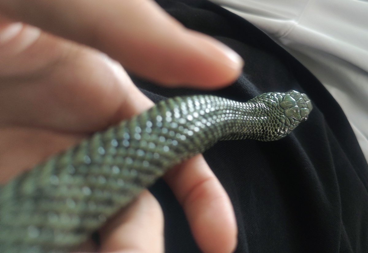 hakuda223's tweet photo. 脱皮直後は輝きが違うね✨️🐍 https://t.co/i6DiguxYVN