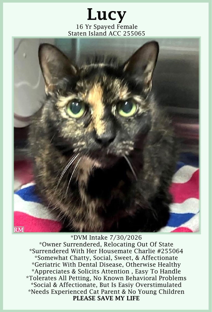 sachikoko's tweet photo. 🆘URGENT🆘SUPER SENIOR ALERT🙏🏾PLZ SHARE🆘
🙏🏾PLZ #PLEDGE 2 SAVE MY LIFE
💝Sweet 16YO Super #Senior #Tortie Kitty "LUCY"💝
💔😿Owner Moving, Geriatric W/ Dental Dz
🚨Needs #Adoption #Rescue #Foster🚨
▶255065 https://t.co/X4D8zVoEKY
🙏🏽#AdoptDontShop
#StatenIsland #NYCACC #Cat https://t.co/wH4SAUCjqX