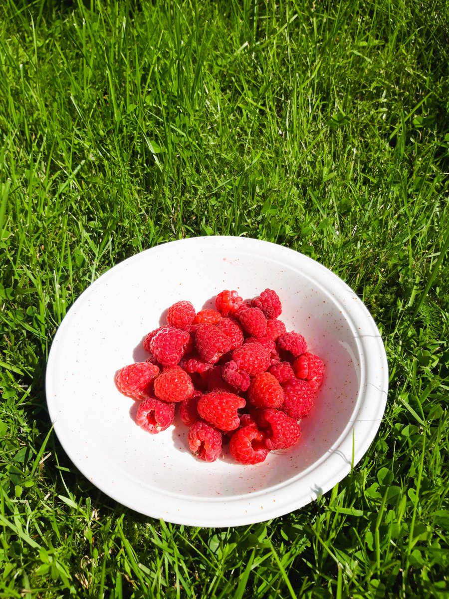 RoboScottTT's tweet photo. Berry season aesthetics. Tomorrow back to city. https://t.co/6fsp4qCQn1