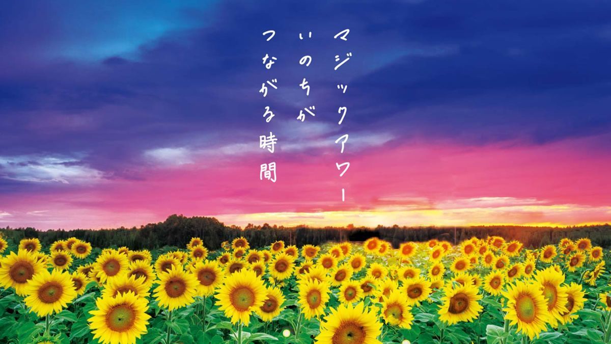 🌻2万5,000本のひまわりが咲く絶景 葛西臨海公園で 「マジックアワー