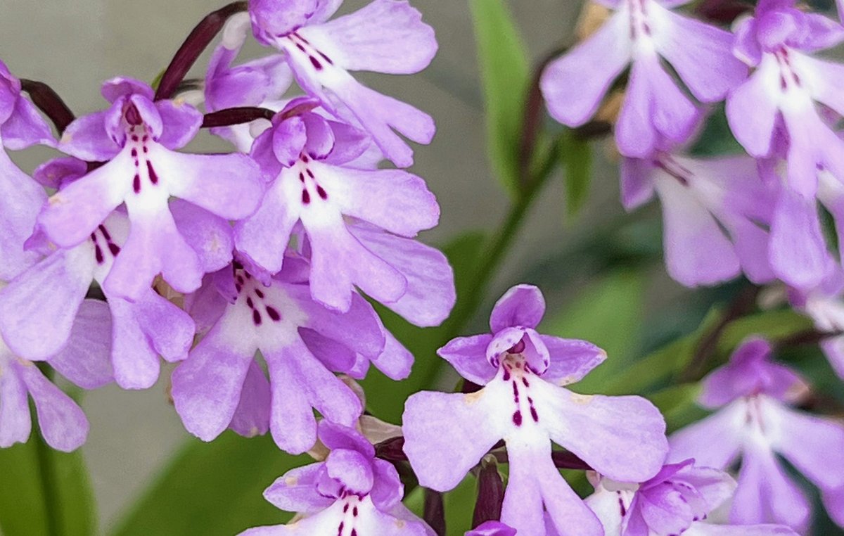 evalNur2's tweet photo. 本当はがんばって起きてギター練習するべきなんだけど昔からどうしてもお昼に弾くのあんま気乗りしなくて逆に夜になるとすごい弾きたくなるんだよなあ
生まれついての夜型人間 https://t.co/vXpgGE0tn7