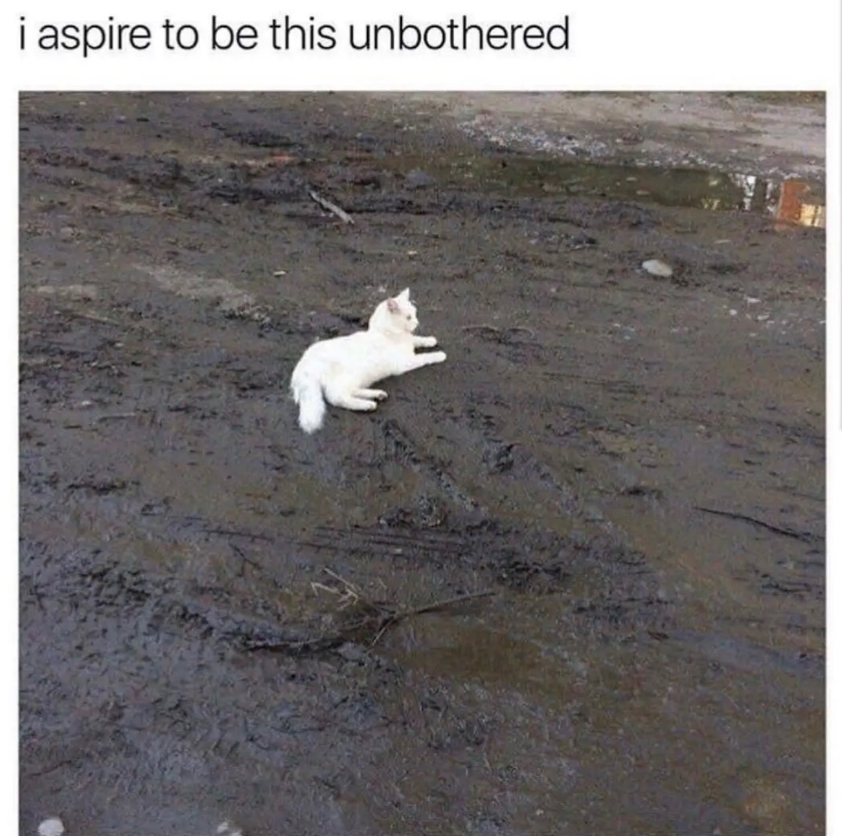 RespectfulMemes's tweet photo. https://t.co/W7Wkb3c2AJ