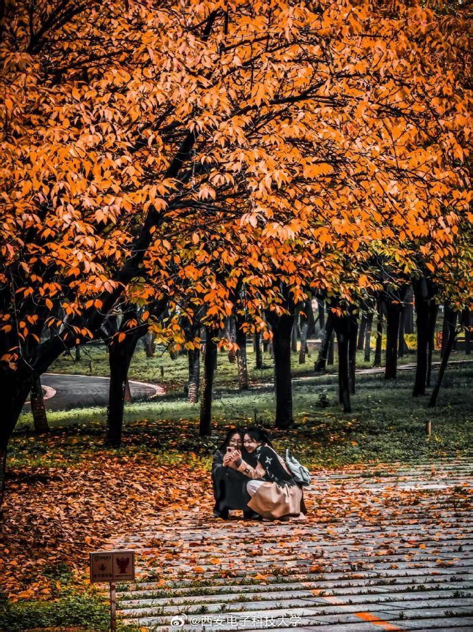 smithokoro1's tweet photo. [Golden autumn breeze is here!  Sipping warm coffee while watching leaves dance—perfect way to welcome the crisp season! ]， https://t.co/qPpLvxy9dx
