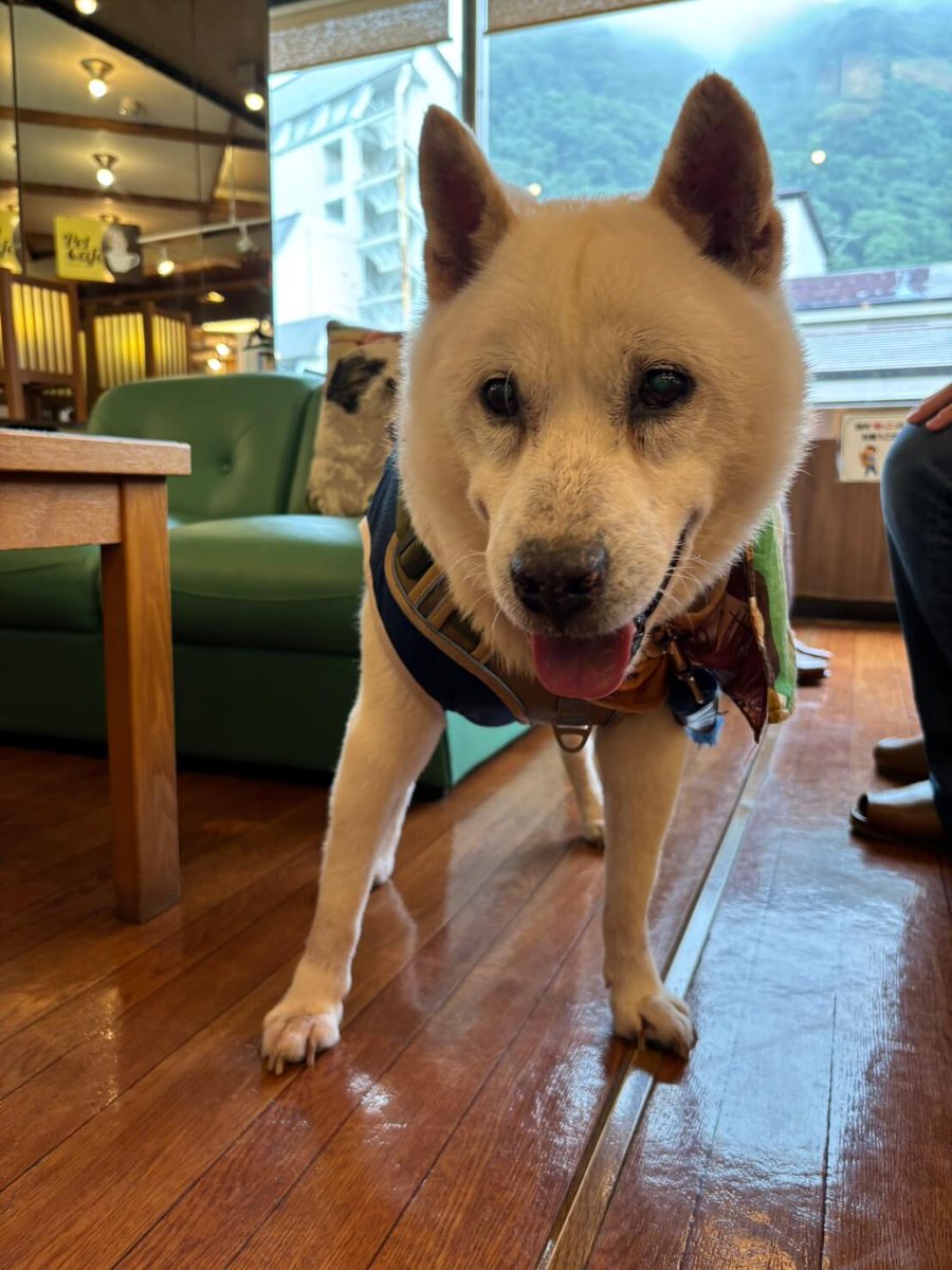 petyadocom's tweet photo. 口コミを更新しました♪

きぬ川国際ホテルの口コミ・感想（栃木県｜鬼怒川・川治・湯西川・川俣） https://t.co/JWso3CauaX https://t.co/0gJqPN9BN4