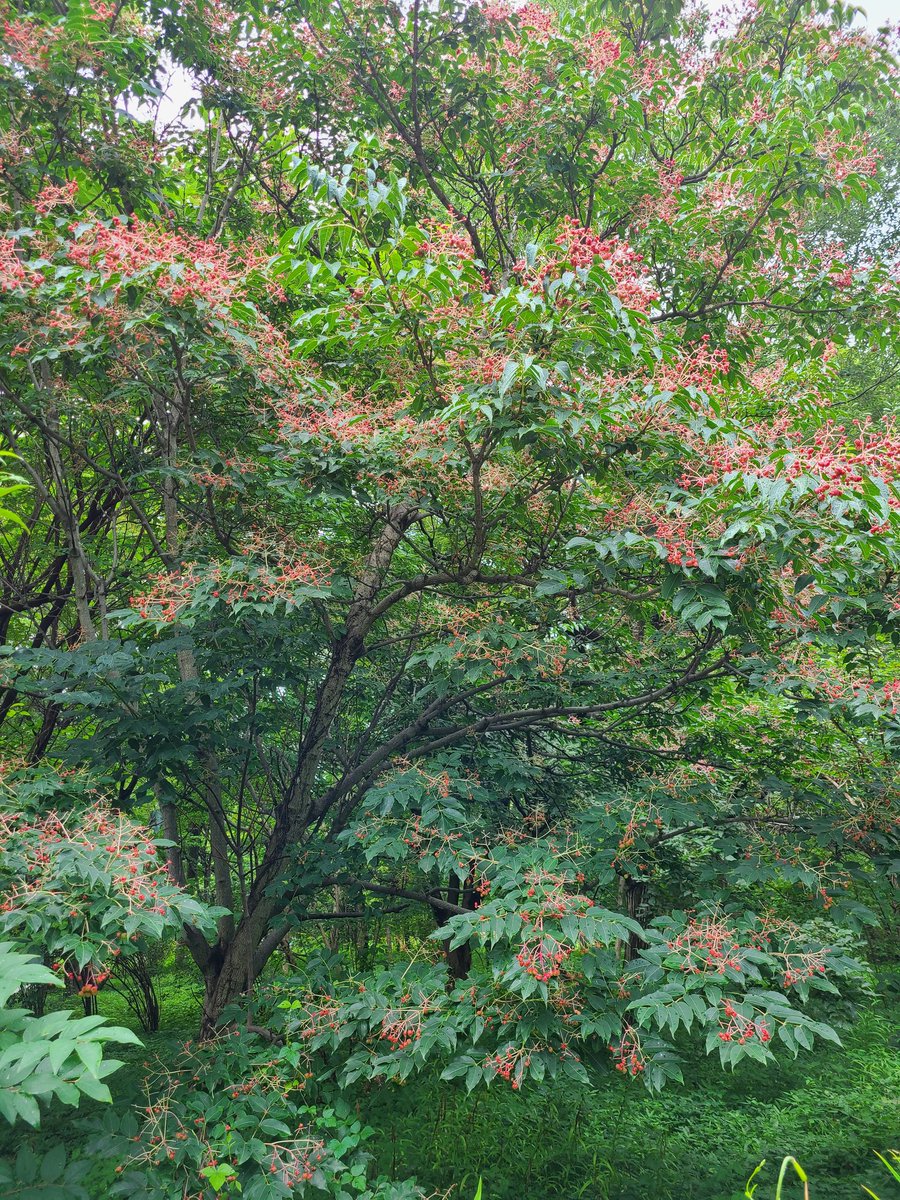 gessenryu56612's tweet photo. 東御苑／ゴンズイ(権萃)
7/28の花盛りのものです。 https://t.co/dHMjrafhzl