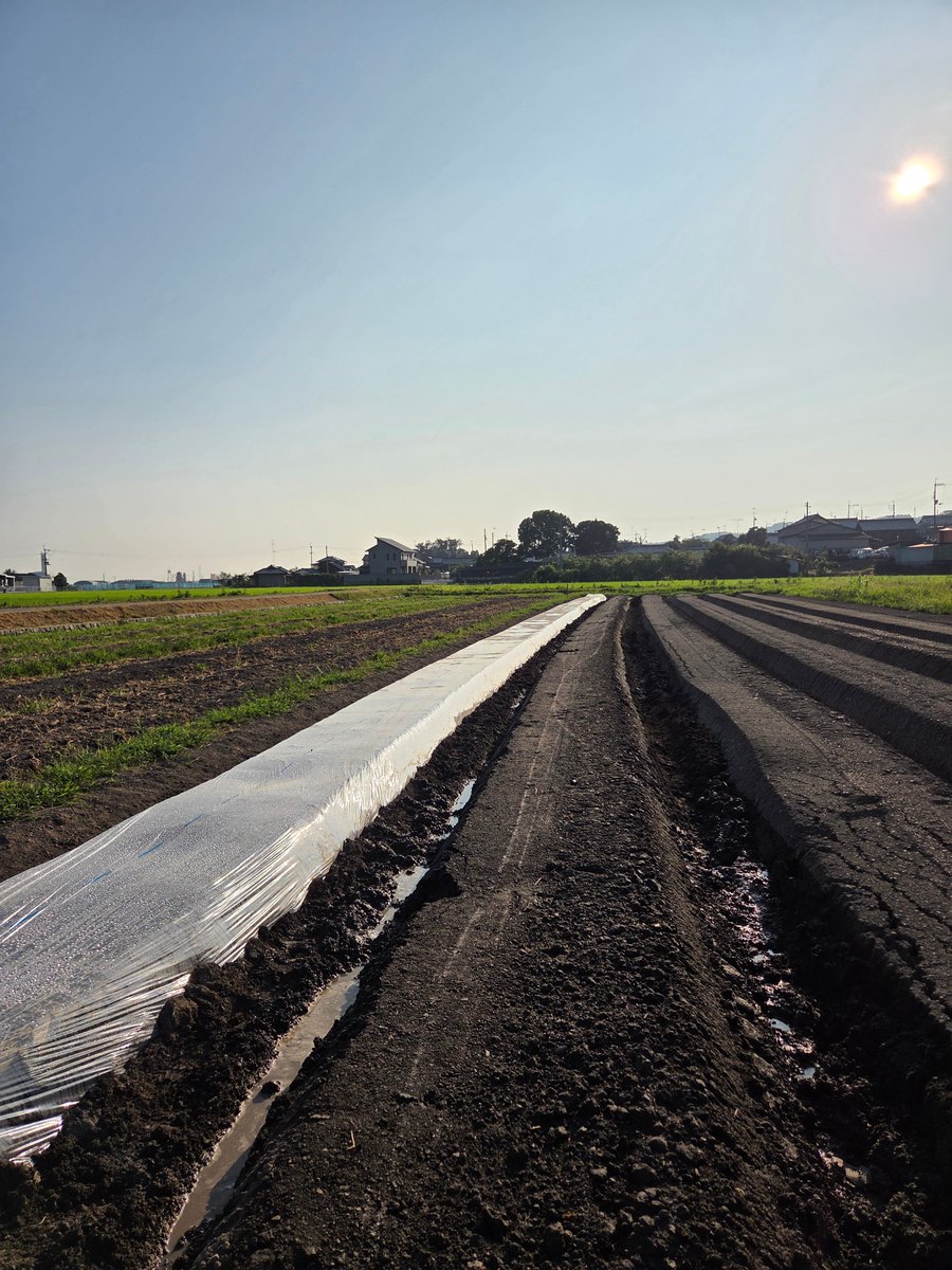 LOHASPLAZA's tweet photo. 今日も暑いですね。
この時期、人参畑では太陽熱処理により土づくりを行います。
畝に密着させてビニールを張るのは意外と重労働。
朝の早い時間に少しずつ作業を進めています。

#無農薬にんじん畑 https://t.co/dwFu35G0ul