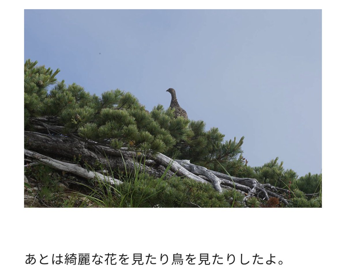 yoppymodel's tweet photo. 登山の記事を書いた時、なにげなく「鳥がいたよ」って書いたら、読者から「お前それライチョウやんけ」「特別天然記念物やぞ」「絶滅危惧種を『鳥がいた』で済ますな」ってボコボコにされたことがあります。 https://t.co/1AfhubKXCD