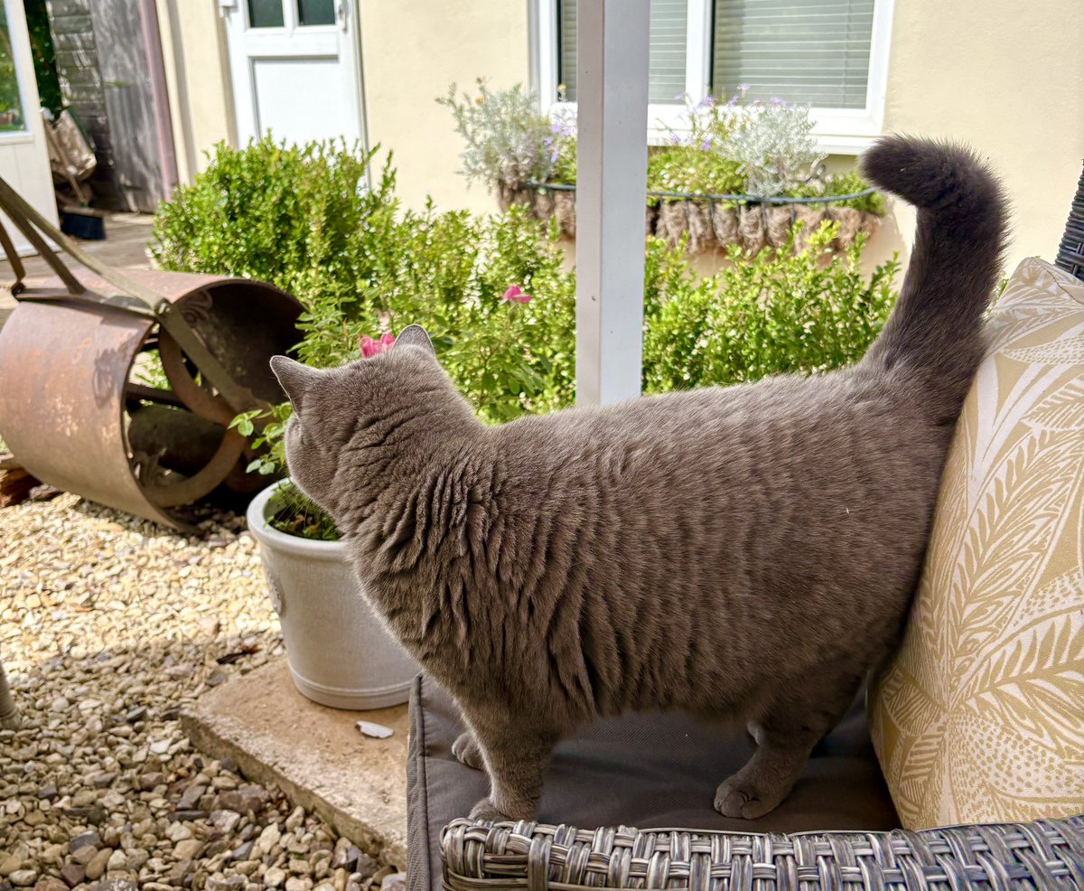 DottySeaCat's tweet photo. #TailupTuesday. ๐ฉถ๐ฉถ๐ฉถ https://t.co/jSpFUouTc3