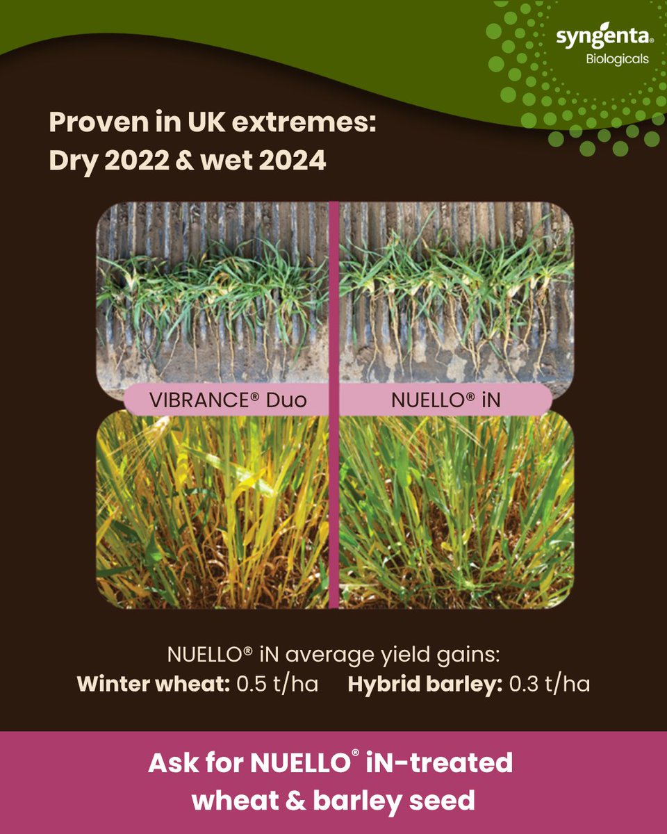 SyngentaUK's tweet photo. Two seasons. Two extremes. One consistent result. 💧☀️

NUELLO® iN fixes nitrogen from the atmosphere, drives root &amp; leaf growth, improves nutrient uptake, and maintains steady nitrogen supply - in wet or dry conditions.

#NUELLOiN #UKFarming #BritishFarming https://t.co/q9zIfAL28a