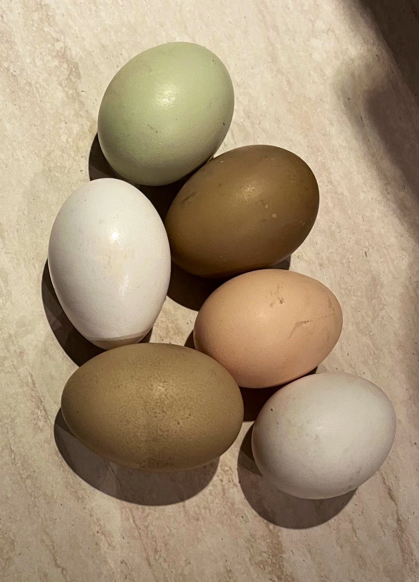 Helios_Movement's tweet photo. So these eggs are basically tren and i still can't grow my calves.

Fucking hell.

*This post is not accurate these days and commercial companies feed things such as paprika extracts to chickens to darken the color of egg yolks. https://t.co/oXLQG7sSVP
