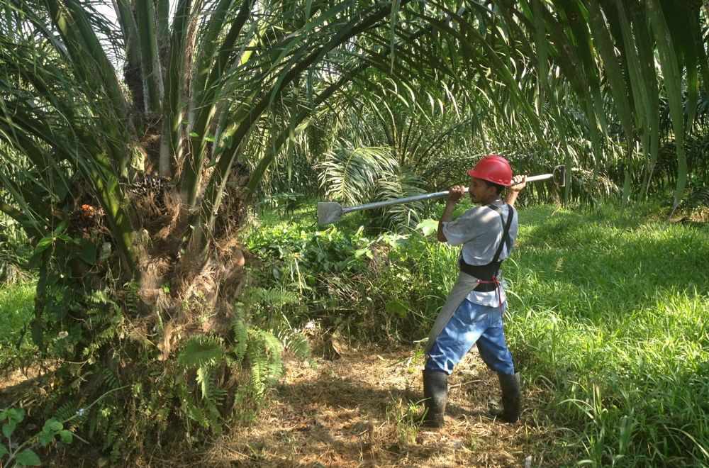 KingWobil's tweet photo. as described in this document after the date of its accreditation, and only within the scope of its accreditation.

2️⃣ The CB shall comply with the requirements established by the AB with which it is accredited concerning accreditation decisions, status and scope.

4/4

#OilPalm https://t.co/iVnqNTMvks