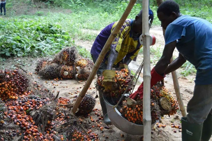 KingWobil's tweet photo. as described in this document after the date of its accreditation, and only within the scope of its accreditation.

2️⃣ The CB shall comply with the requirements established by the AB with which it is accredited concerning accreditation decisions, status and scope.

4/4

#OilPalm https://t.co/iVnqNTMvks