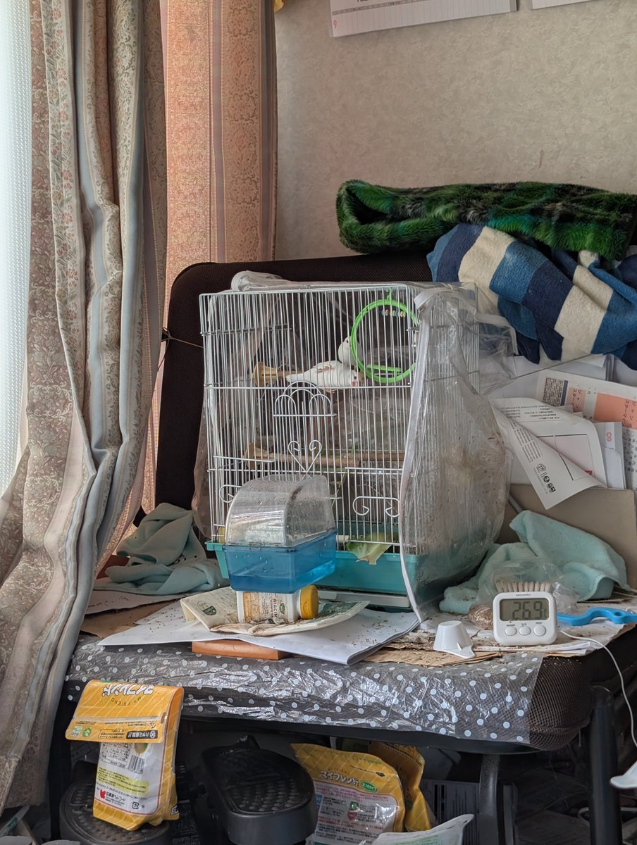 kittyann555's tweet photo. わが家の #神獣 #文鳥 。ぶんちゃんQちゃん。夕方（佑方）になり、絶好調（絶好鳥）の模様。これは、守護神、佐藤佑樹と神獣、ぶんちゃんQちゃん覚醒の予感。巡るよ巡る。乙女の女神はどう微笑む。乙女の女神様、今し方、共に強くなりましょうぞ。佐藤（Suger）という名のもと、団結する皆の衆、きっと大丈夫。いつもあなた、君の傍には私や家族が待っている。

二羽の正義溢れるぶんちゃんQちゃんは神獣を覚醒させてしまうで��ょう。

ミノタウロス（牛）（闘牛）
ケルベロス（犬）（猛犬）
タイガー（猫）（如月キャッツアイ）
モグラ（土竜）（ドリュウズ）
カッパ（河童）（清流の妖怪）
文鳥🐦‍🔥（不死鳥）（ゴッドバード）
鼠（ネズミ）（ジェリー）
ヘラクレス（ゼウスの息子）（カブト）
グランディスオオクワガタ（クワガタ）
サソリ🦂（スコーピオン）
蜂（ミツハニー）（女王蜂）
錦鯉（シャーク）（メガロドン）

すべて覚醒せよ。

吾輩、佐藤佑樹も超覚醒状態になるぞ。
暴れる神々の遊び。