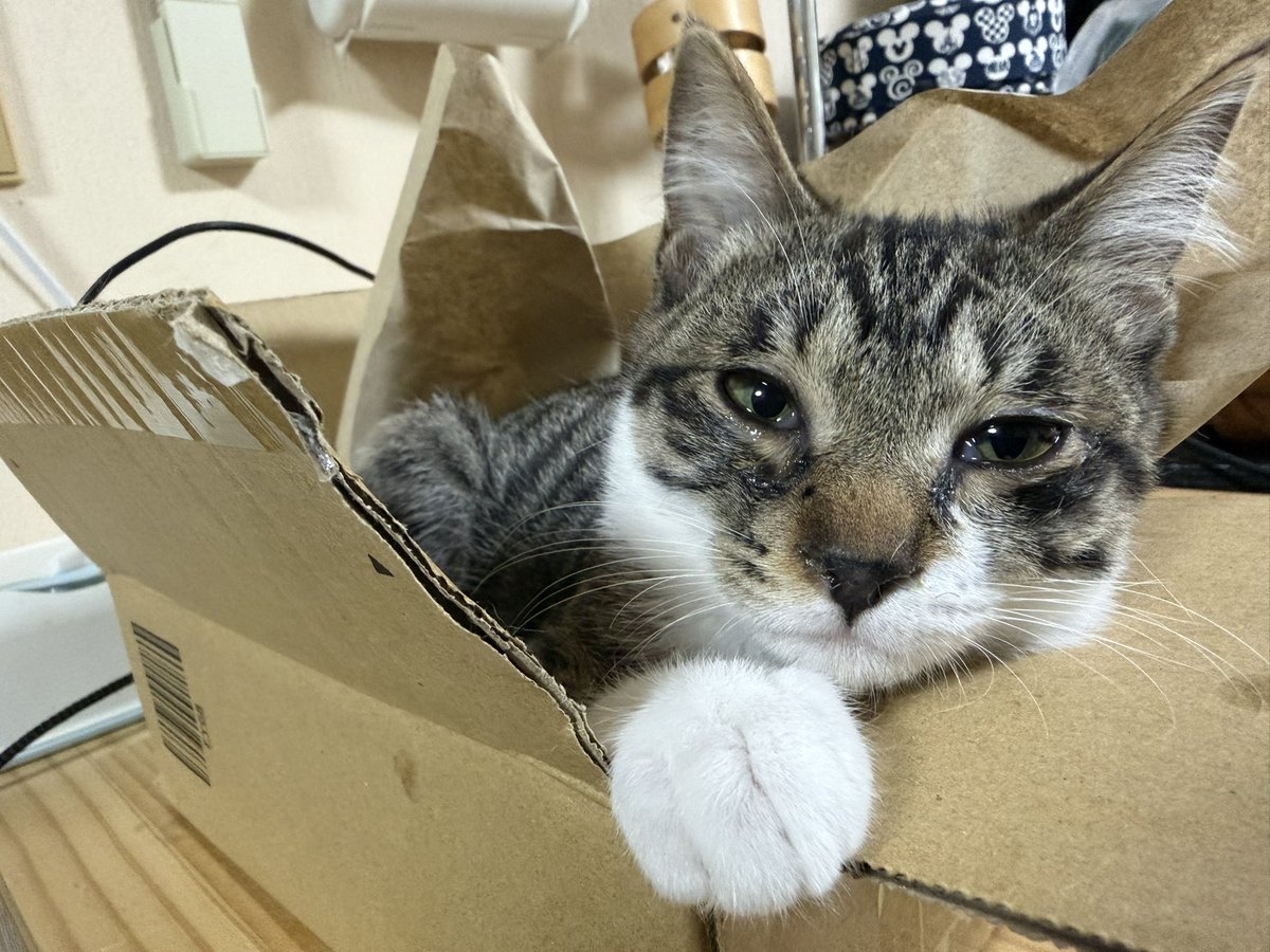 kanatarestart's tweet photo. 注文した商品と違うのが入ってました笑 https://t.co/UUxdTxkr1U