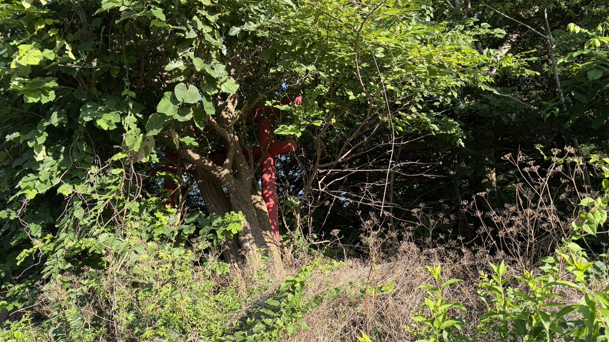 _eigo55List's tweet photo. 8516番
北海道森町
稲荷神社
https://t.co/W85vhN2hT8

草木が凄すぎて近寄れず
赤い鳥居が2つあること���確認できた
 #神社スタンプラリー #神社 #神社巡り #北海道 #北海道の神社 https://t.co/Xo5g3mL93g