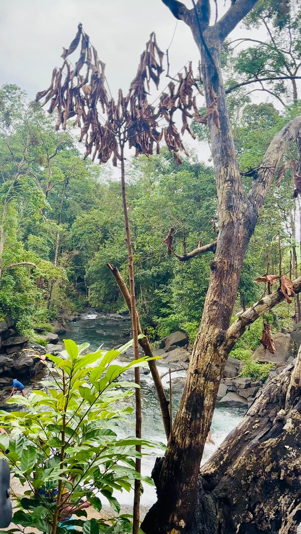 VisitSL's tweet photo. Nature’s masterpiece painted in every leaf!🍃 🍀🌿
📍Mambo Waterfall || August 1st, 2026

We create experiences that connect travelers with nature while promoting sustainable tourism. 🇸🇱

For more info contact👇🏽
📧: info@vsltravel.com

#VSLTravel #NatureTourism #AdventureTourism #SustainableTravel #MamboWaterfall #NatureArt #LushBeauty #GreenScenery #StayWild  #DiscoverSierraLeone