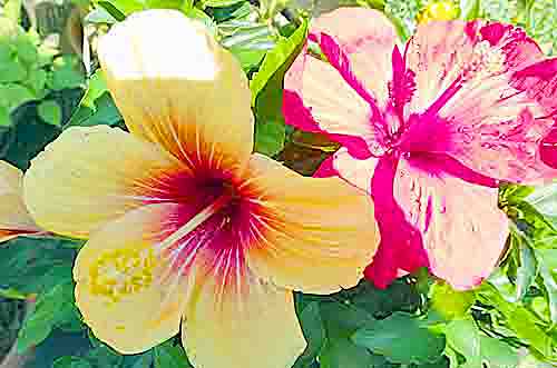 MoWxVrT2KuLPJFy's tweet photo. 🌺小さな才能に花が咲く🌺
心穏やかに💞癒される日々で在りたい🍀
今日の喜びに感謝して🍀明日の希望祈ります🙏
#MyNaturalGarden https://t.co/d44Ly9acEE