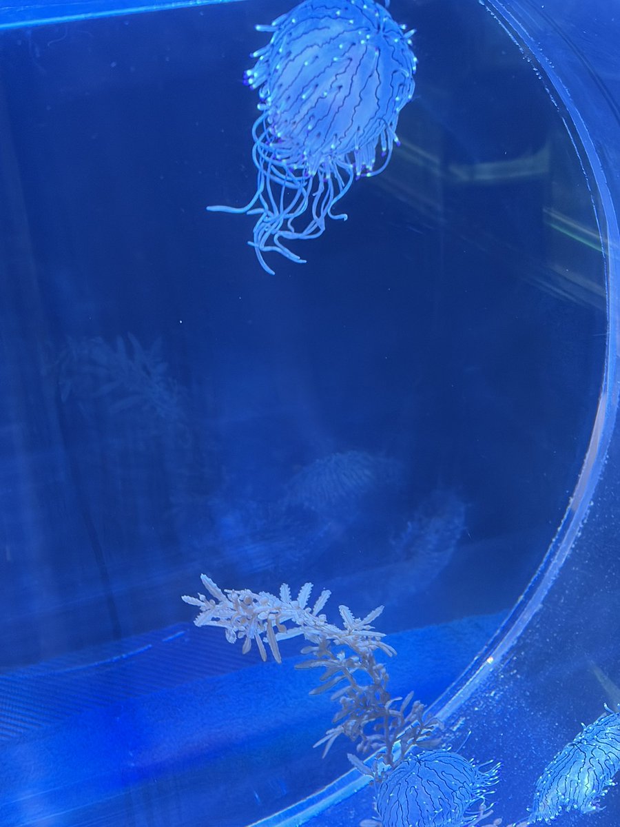 Xudhy_'s tweet photo. 水族館 https://t.co/dIcOy2EtKu