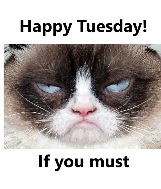 FlissZak's tweet photo. Have a great Tuesday, everyone!
#WritingCommunity #poetrycommunity #readingcommunity #GrumpyCat #GoodMorningWorld https://t.co/CAqfwvyzz6