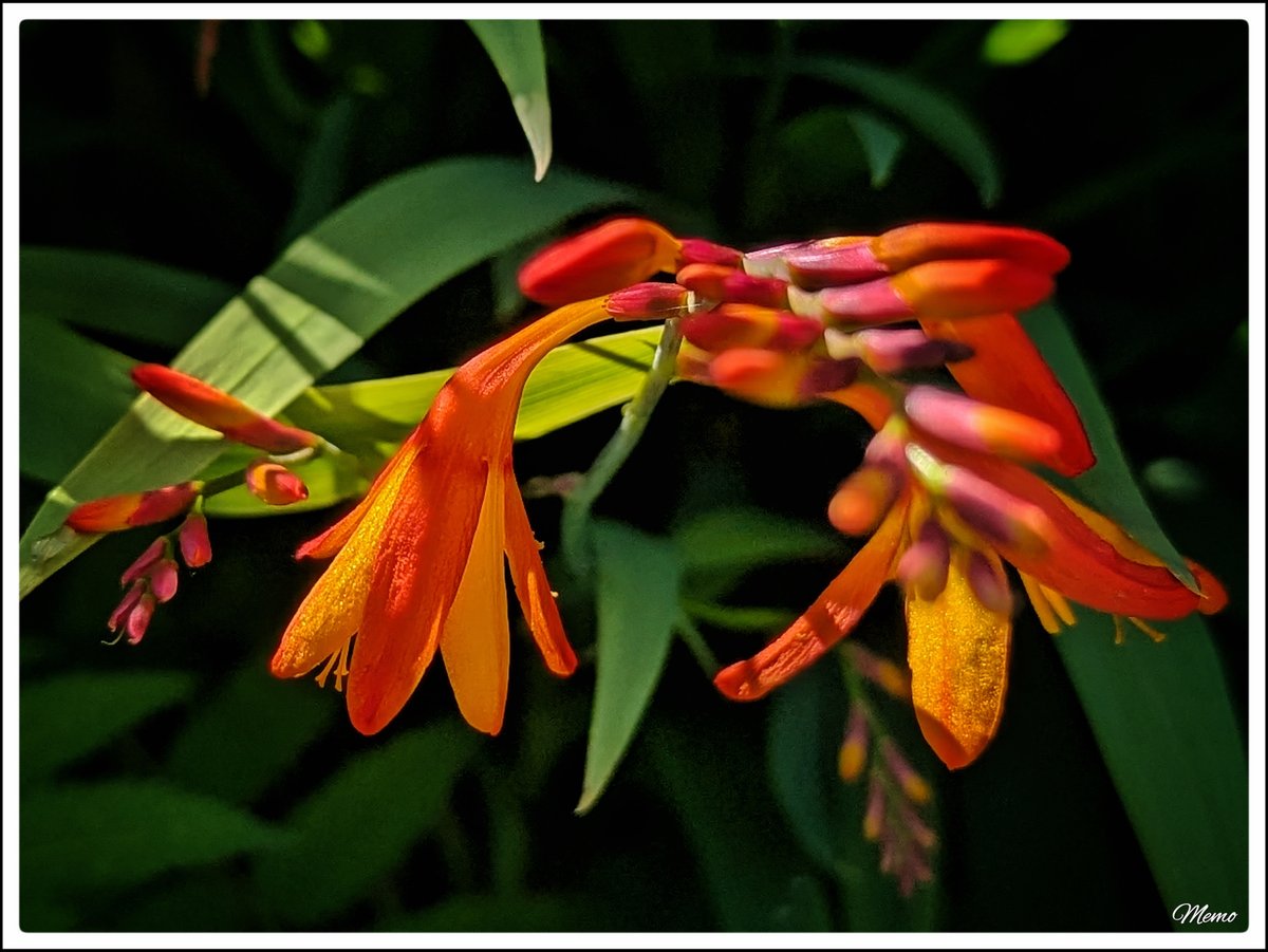 Memo_Barlow's tweet photo. ≪ Schönheit am Wegesrand ≫
Nahaufnahme der leuchtend orange-rot gefärbten, trichterförmigen Blüten und Knospen einer Montbretie.
#photography #fotografie #foto #photo #postprocessed #myphoto #mywork #ownwork #nature #natur #umwelt https://t.co/ODpuhYt89O