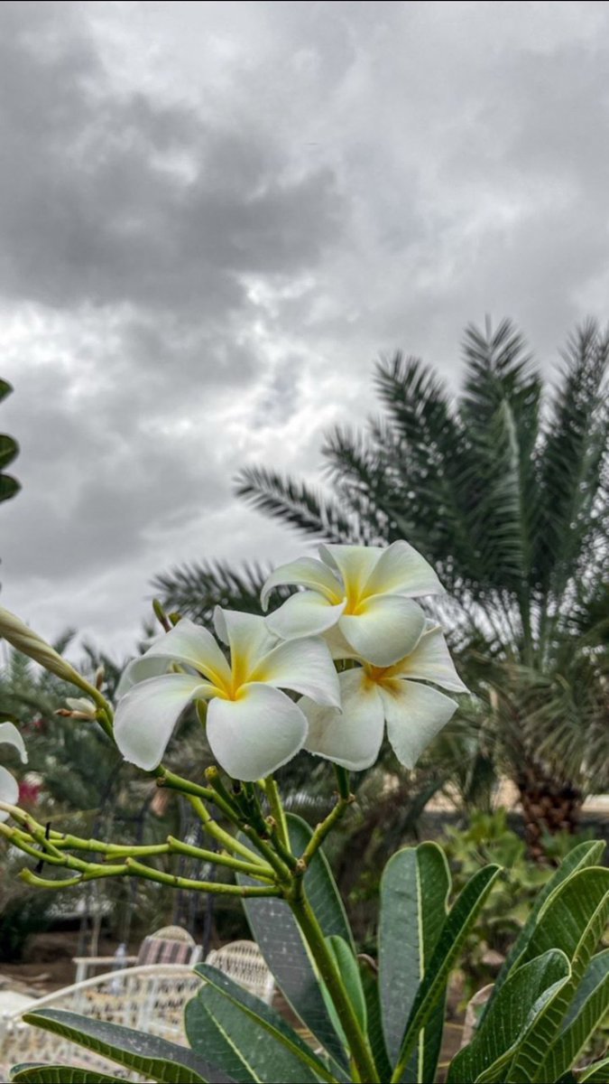 _AMOONA_7's tweet photo. تأمل جمال السماء شكل من أشكال الطمأنينة الذي يغذي العيون والروح🌤️

رجعت وجبت الخريف معي 
هذه بحد ذاتها نعمه ، أينما تقبل
يقبل معك الخير🌧️

#حقيقة_يجب_ان_تدركها 
#الاجواء_الحلوه
#عبري https://t.co/6G6t4vqBSK