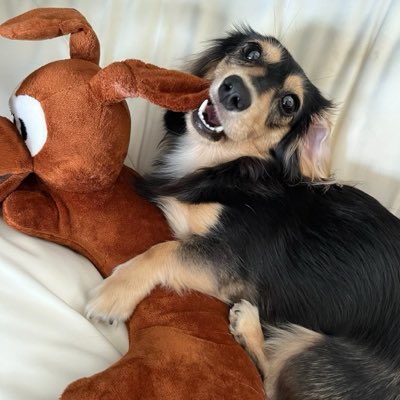 emkalor's tweet photo. #1歳になりました 🐶
#8月1日 https://t.co/m9rHh7PTPu
