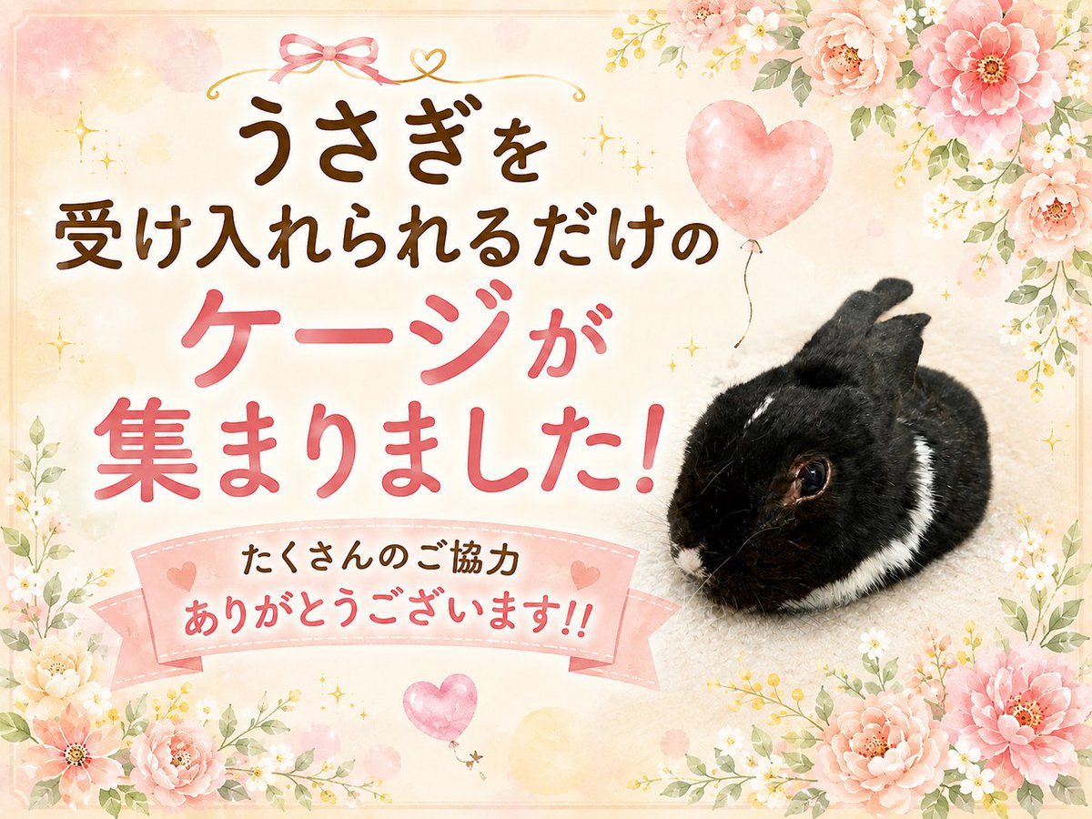 koedousagihouse's tweet photo. いつも大変お世話になっております🙇‍♂️

皆さまのあたたかいご支援により、沢山のうさぎさん達を受け入れられるだけのケージが集まりました🐰
これで一旦、ケージの受入はストップさせていただこうと思います。🙏

もちろん、もう送っちゃったよ！という方も、届いたケージは予備として保管し大切に使わせていただく予定ですのでご安心ください🌸
本当に皆さまありがとうございました😊

⚠️飼育用品の寄付受付は継続して行っていますので、ご協力頂けると幸いです。何卒よろしくお願いいたします❗️

#ふじみ野うさぎハウス
#行田うさぎハウス
#保護うさぎ
