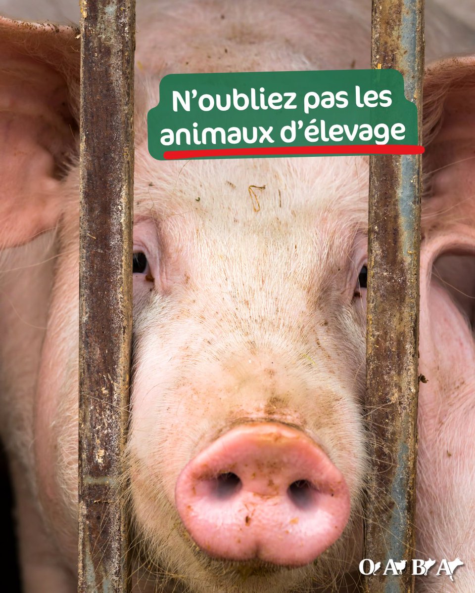 OABA_Off's tweet photo. 🐔Vous avez sans doute vu passer les annonces de Matignon avec plusieurs ONG de protection animale. Si nous félicitons cette mobilisation interministérielle, les animaux d'élevage ne doivent pas être 𝐥𝐞𝐬 𝐨𝐮𝐛𝐥𝐢𝐞́𝐬 de ce plan gouvernemental.
(1/3) 👇 https://t.co/ig2QmCDTCb