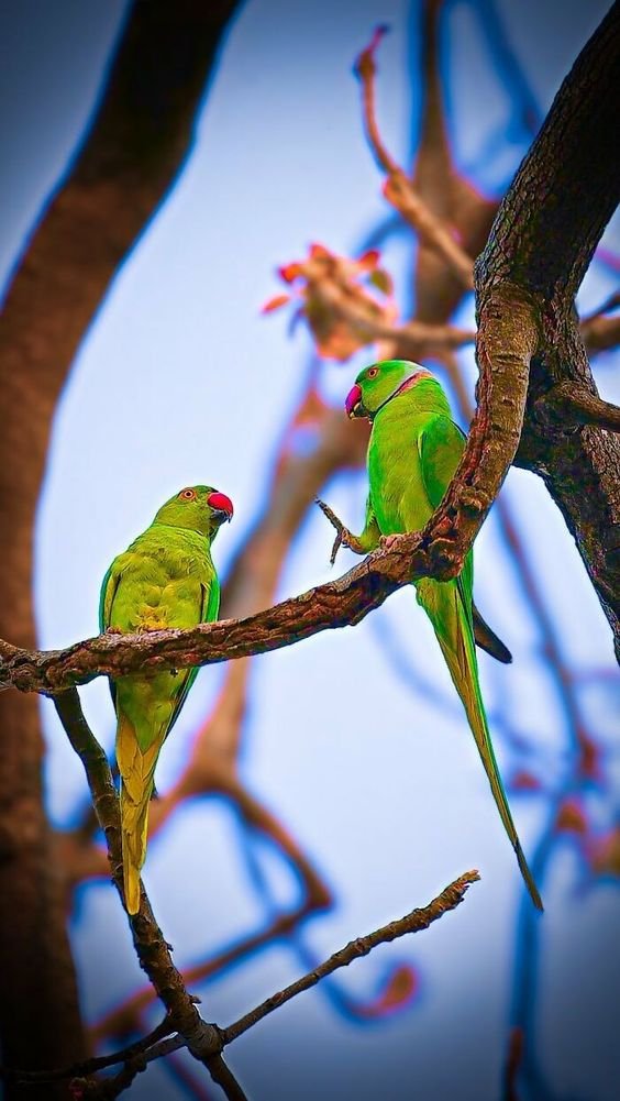 Nature With Vikash tweet media