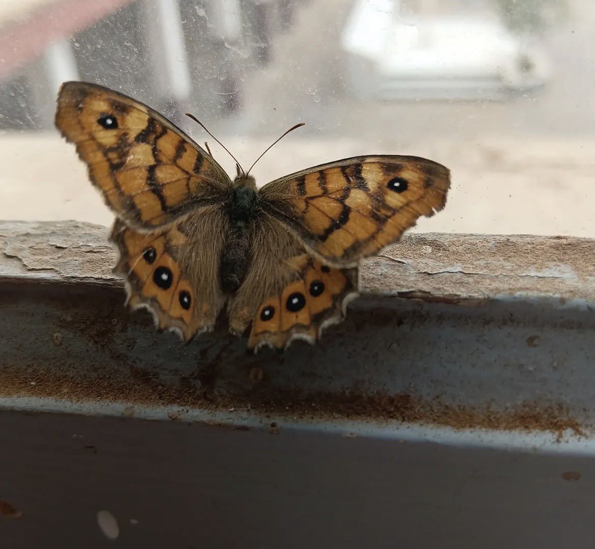 _Daviide's tweet photo. We no dey even see butterfly again for this country😂 https://t.co/zDZzRBsGJz