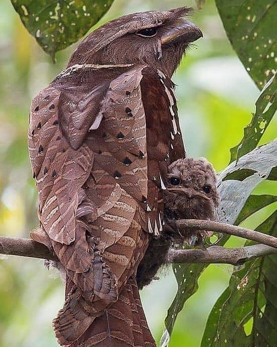 EvolveWildlife's tweet photo. A Malaysian large frogmouth and its young resemble forest debris come to life.

📷 Kamal Muda https://t.co/7cQtfwHnGe