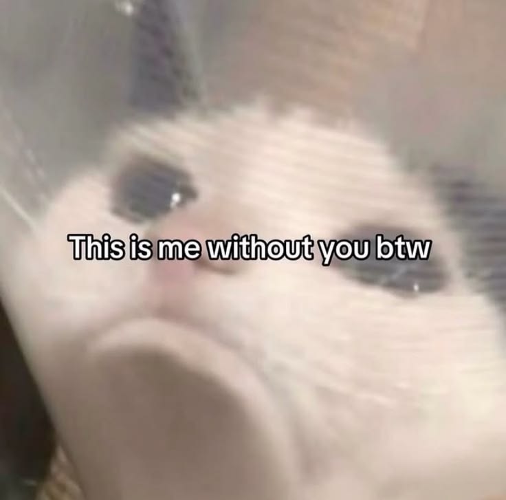 Meowversetwt's tweet photo. https://t.co/lEz801woIA