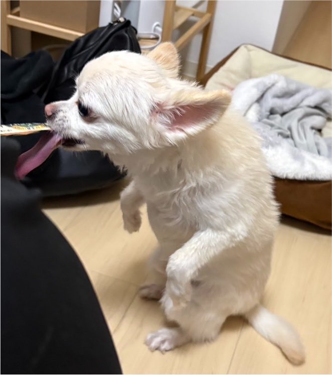 bechonnosuke's tweet photo. これはちゅーる欲しさに立ち上がるいぬ

#今日のべべ
#犬
#いぬ
#生命の進化 https://t.co/gz4rGnT7aW