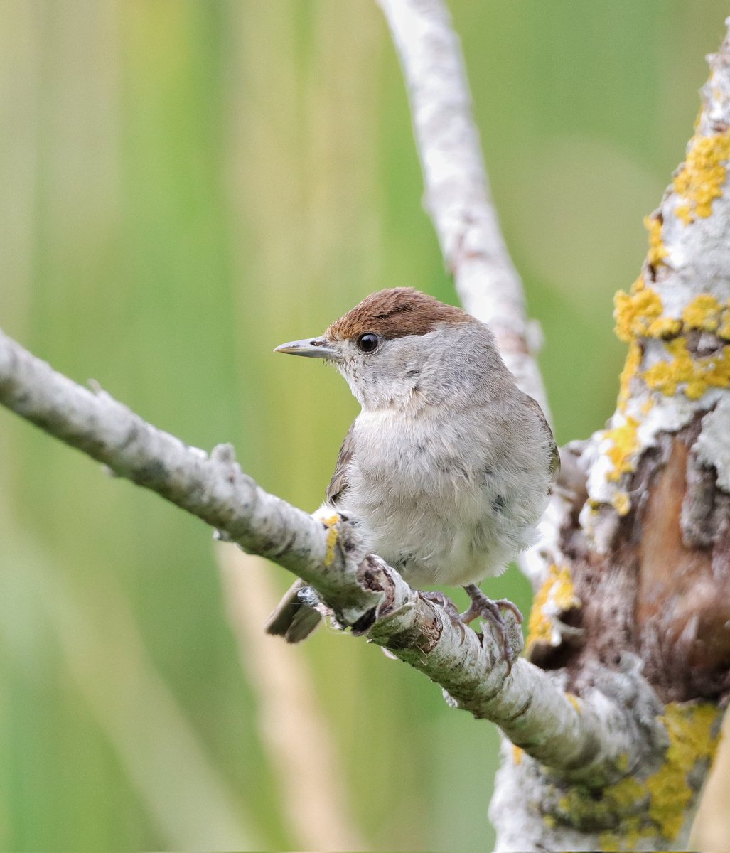 CameraBob5's tweet photo. Female Blackcap from yesterday. #birdphotography #bemersydemossnaturereserve #scottishborders #twitternaturecommunity #Blackcap #twitterbirdphotography #canon90d #sigma https://t.co/op0ld0R2b0