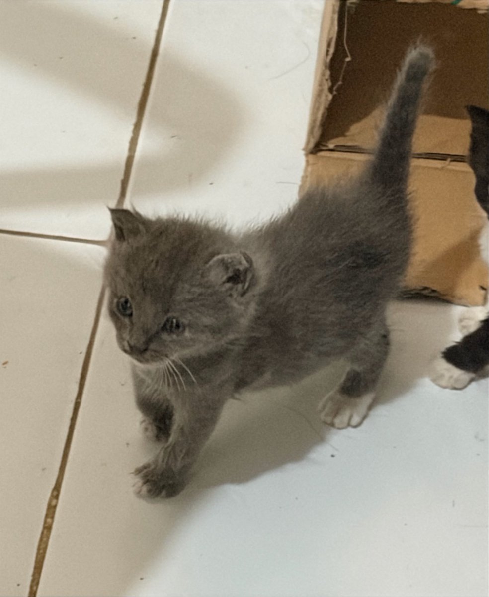 zujakey's tweet photo. Aku punya NoxStar yg bisa jalan wkwk https://t.co/wguJpIcrEv