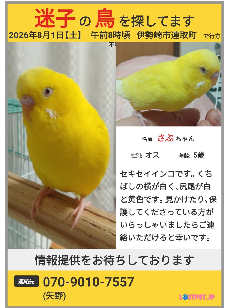 TSUBASA6077's tweet photo. 【拡散希望】
セキセイインコの迷子情報です

場所：群馬県伊勢崎市連取町
日時：26/8/1午前8時頃
名前：さぶちゃん
特徴：おしゃべりします。【さぶちゃん、飼い主の名前、ありがとう】

情報お持ちの方、下記までご連絡を
070-9010-7557
情報拡散のご協力お願いします https://t.co/qDQAtXrd9p