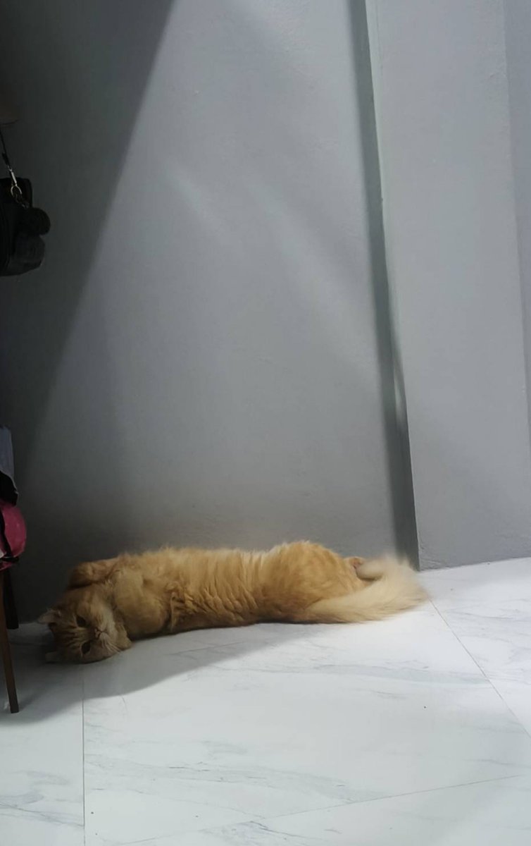 doxutzxi's tweet photo. ที่ บ้าน มี แมว นะ 😆

#ชุมพร https://t.co/ZEf8Vh3omv