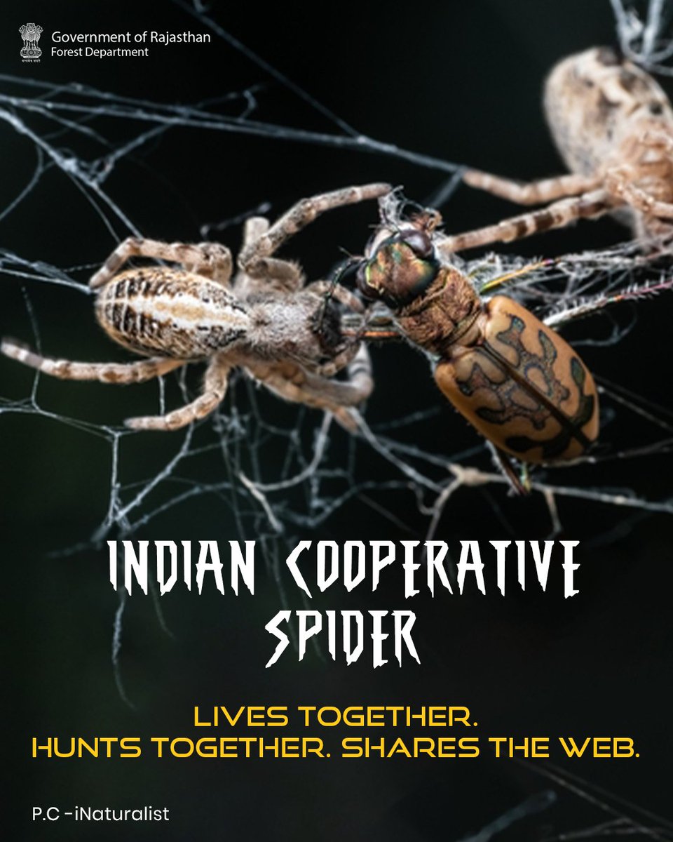 ForestRajasthan's tweet photo. Tiny, skilled, and far more important than they look. Because every web has a role in keeping nature in balance. 🌿

#BrandNewDay #RajasthanForestDepartment #RajasthanForest #SpidersOfRajasthan #SpiderManMovie https://t.co/Q7OcTMSLhZ