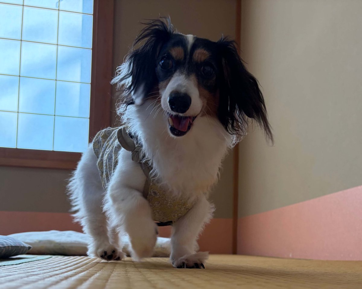 petyadocom's tweet photo. 口コミを更新しました♪

癒やしのわんこ宿 にこまめちの口コミ・感想（静岡県｜伊東・宇佐美・川奈） https://t.co/bFr1X1xTTd https://t.co/DT4Vjn7Fr0