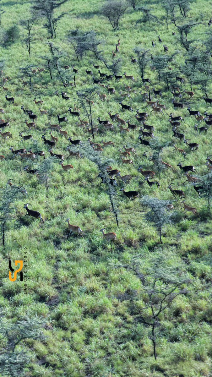 gingosamuel's tweet photo. I captured this beautiful herd of kobs gracefully roaming the vast savanna plains of the Boma Migratory Landscape. Watching them move freely across this remarkable wilderness is a breathtaking sight and a reminder of the incredible natural heritage South Sudan is blessed with. Their elegance and beauty truly make this landscape come alive. 🦌🇸🇸