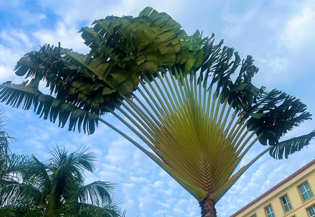 funjabi_gabru's tweet photo. Photo Challenge: LEAVES
#pocketPhoto https://t.co/AmWORLu8DA