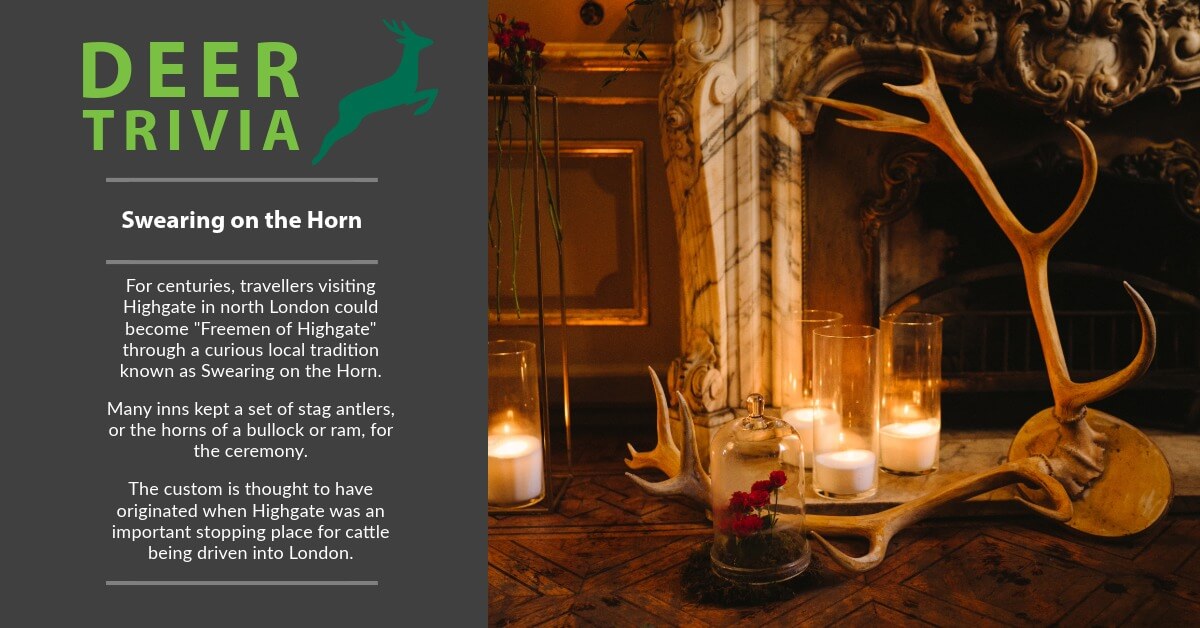 BritishDeerSoc's tweet photo. 🦌 Deer Trivia Tuesday: Swearing on the Horn
Until the late 19th century, travellers visiting Highgate could become "Freemen of Highgate" through a tradition known as Swearing on the Horn. Many local inns kept stag antlers for the ceremony.
#DeerTrivia #SwearingOnTheHorn https://t.co/ZUT4gwwxar