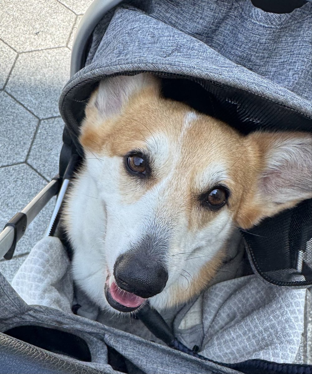 menegidog's tweet photo. 虎太郎ワクチン頑張ってきたよ💉アリスはお留守番頑張りました🐶 https://t.co/KWNfNEnCIr