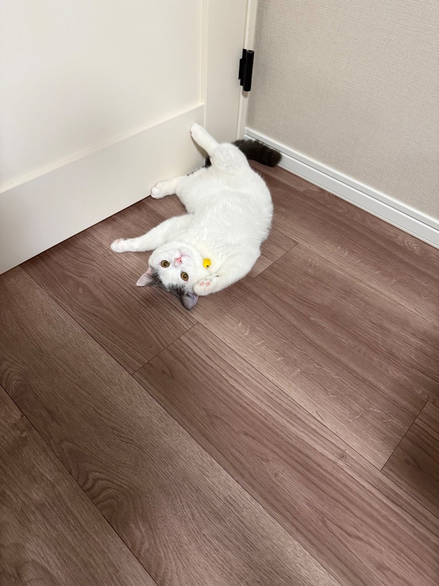 ldToTbl's tweet photo. 最近はだいたいへそ天。暑いもんね。
#ブリティッシュショートヘア
#猫のいる生活
#猫好きさんと繋がりたい #猫 https://t.co/G6FGgWugpd