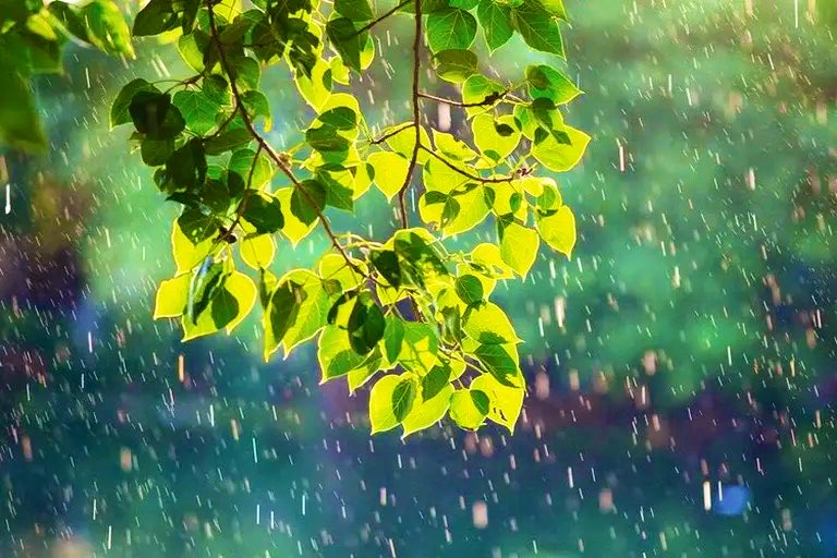 bmt_3mua's tweet photo. Mưa 🌧️ #bmt https://t.co/UBW7ZLobaw
