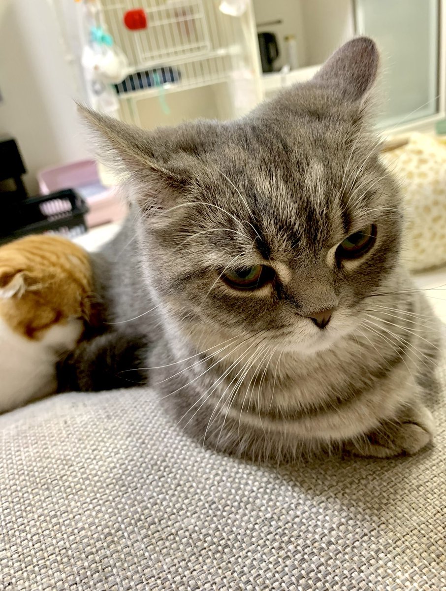 himaritomugi's tweet photo. ケツに頭突っ込まれてめっちゃイカ耳 https://t.co/XTG4T6WN9L