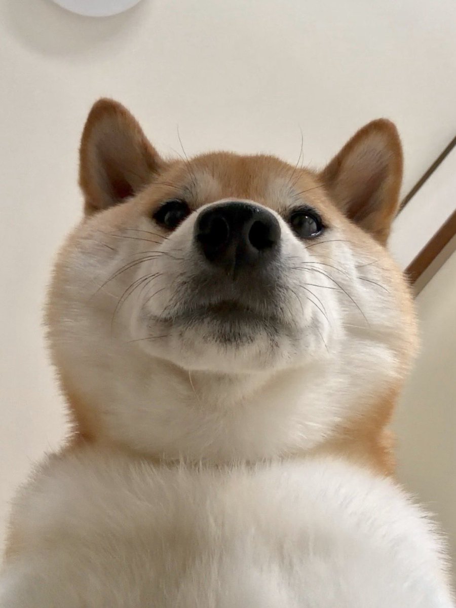 fufufufufu_ta's tweet photo. 飼い主の顔を舐めたいと思っている犬 https://t.co/S4gO5qsJGq