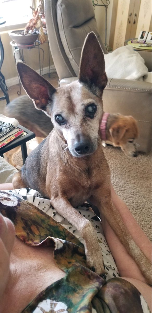 kimmy5zon's tweet photo. Frosted Faces Foundation is a worthy, reputable organization. 

They save lives every day; senior dogs and cats who would make perfect companions, but because of their age, might be ignored. FFF gives them hope, gives them an extra chance. 

The Foundation offers tours and Open Houses. There’s nothing quite like sitting on the patio in the “Littles” yard and having 20 tiny, senior dogs come hopping over for pets. They’re absolutely filled with love. You’ll be filled with love too! There are also yards for “bigs” and special accommodations for dogs and cats who need a little extra TLC. Visit them! YOU WILL LOVE IT! (Ramona, CA, San Diego County)

Please consider supporting them.

https://t.co/qFmHmZlcKC

Please meet my FFF dog, DUKE! Dukie was the bravest dog I’ve ever met. It was an honor to walk beside him in his final chapter. You made me a better person, DUKE! THANK YOU! 

(Pics of WARRIOR DUKE! ❤️✊🏻🐾)